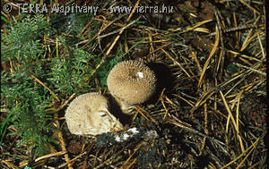 Lycoperdon foetidum Bonord.