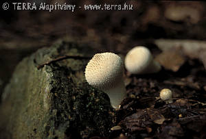 Lycoperdon perlatum Pers.:Pers.