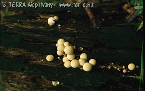 Lycoperdon pyriforme Schaeff.:Pers.