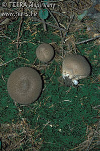 Lycoperdon umbrinum Pers.:Pers.