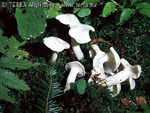 Lyophyllum connatum (Schum.:Fr.)Singer