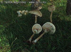 Macrolepiota procera (Scop.:Fr.)Sing.