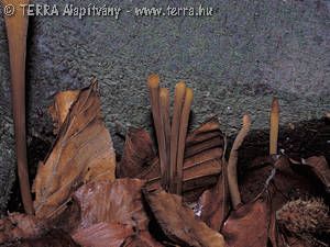 Macrotyphula fistulosa (Holmsk.:Fr.)Petersen
