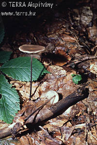 Marasmius alliaceus (Jacq.:Fr.)Fr.