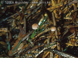 Marasmius androsaceus (L.:Fr.)Fr.