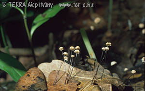 Marasmius bulliardii Qul.