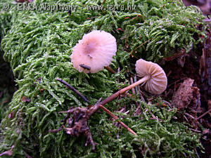 Marasmius cohaerens (Pers.:Fr.)Fr.