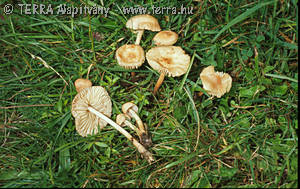 Marasmius oreades (Bolt.:Fr.)Fr.