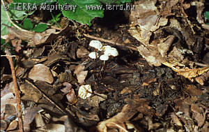 Marasmius rotula (Scop.:Fr.)Fr.