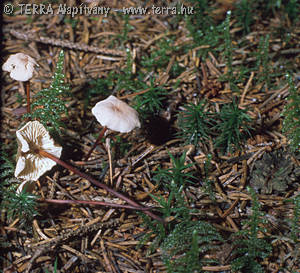 Marasmius scorodonius (Fr.:Fr.)Fr.