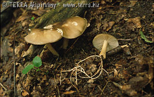 Megacollybia platyphylla (Pers.:Fr.)Kotl. & Pouz.