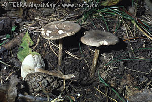 Melanoleuca exscissa (Fr.)Singer