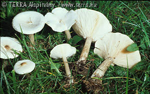 Melanoleuca verrucipes (Fr.)Sing.