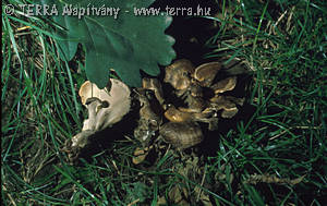 Meripilus giganteus (Pers.:Fr.)Karst.