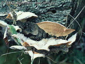 Merulius tremellosus Schrad.:Fr.