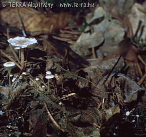 Microcollybia cirrhata (Pers.:Fr.)Lenn.