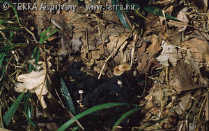 Microcollybia cookei (Bres.)Lennox