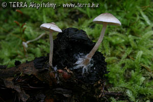 Microcollybia tuberosa (Bull.:Fr.)Lennox