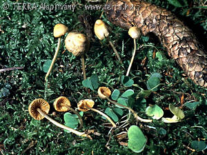 Mycena aurantiomarginata (Fr.)Qul.