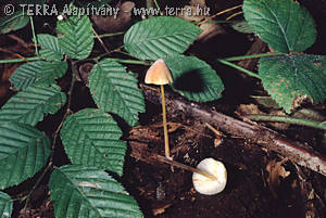 Mycena crocata (Schrad.:Fr.)Kummer