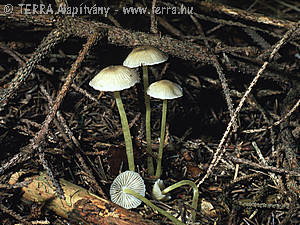 Mycena epipterygia (Scop.)Gray