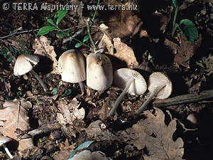 Mycena galericulata (Scop.:Fr.)Gray