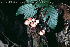 Mycena haematopus (Pers.:Fr.)Kummer