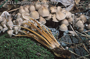 Mycena inclinata (Fr.)Qul.