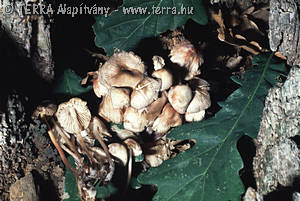 Mycena maculata Karst.