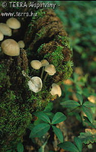 Mycena polygramma (Bull.:Fr.)Gray