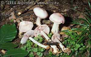 Mycena rosea (Bull.)Gramb.