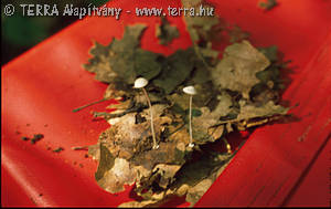 Mycena stylobates (Pers.:Fr.)Kummer
