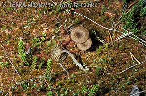 Omphalina sphagnicola (Berk.)Moser