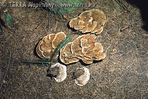 Onnia tomentosa (Fr.)Karst.