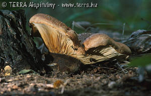 Paxillus atrotomentosus (Batsch:Fr.)Fr.