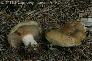 Paxillus involutus (Batsch:Fr.)Fr.