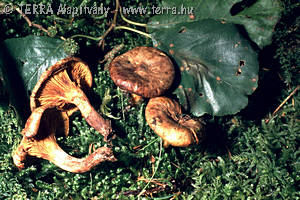 Paxillus rubicundulus Orton