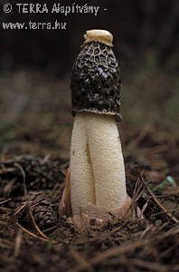 Phallus hadriani Vent.:Pers.