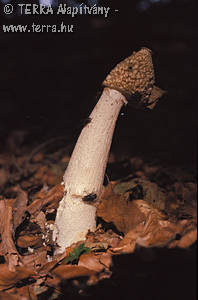 Phallus impudicus L.:Pers.