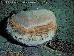 Phellinus hartigii (All.& Schn.)Pat