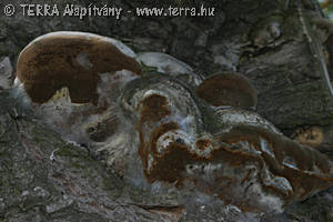 Phellinus igniarius (L.:Fr.)Qul.