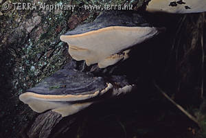 Phellinus trivialis (Bres.)Kreisel