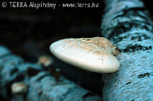 Piptoporus betulinus (Bull.:Fr.)Karst.