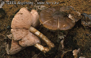 Pluteus cervinus (Schaeff.)Kummer