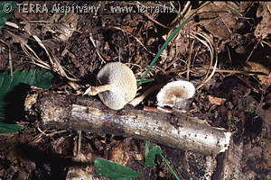 Polyporus arcularius (Batsch):Fr.