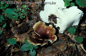 Polyporus badius (Pers.:S.F.Gray)Schw.