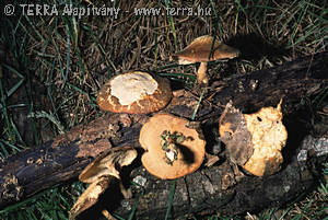 Polyporus ciliatus Fr.:Fr.