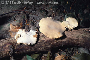 Polyporus leptocephalus Jacq.:Fr.