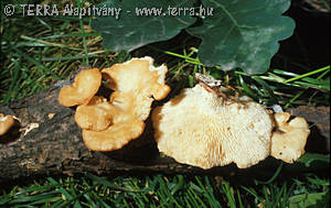 Polyporus mori Pollini:Fries