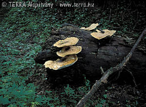 Polyporus squamosus (Huds.)Fr.